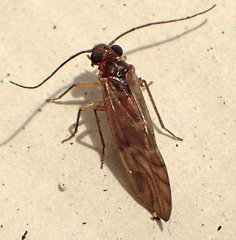 Elipsocus obscurus