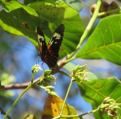 Heliconius erato amazona