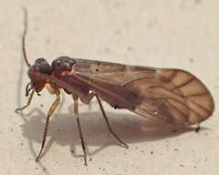 Elipsocus obscurus