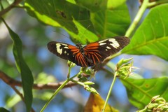 Heliconius erato amazona