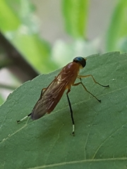 Ptecticus testaceus