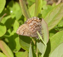 Callophrys niphon