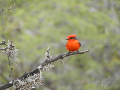 Pyrocephalus rubinus