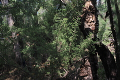 Condalia globosa