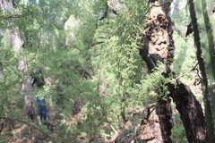 Condalia globosa
