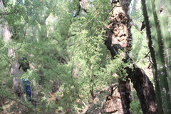 Condalia globosa