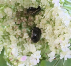 Corimelaena lateralis