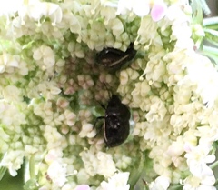 Corimelaena lateralis