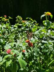 Heliconius charithonia