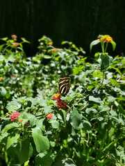 Heliconius charithonia