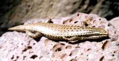 Heremites septemtaeniatus