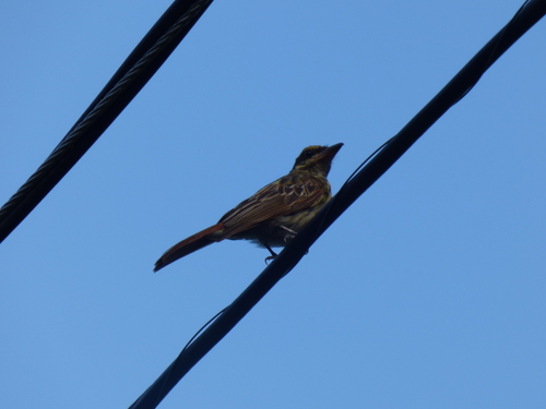 Myiodynastes maculatus