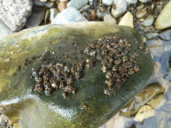 Glossosoma