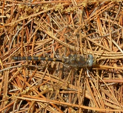 Williamsonia lintneri