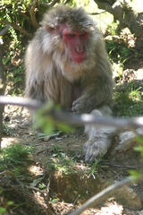 Macaca fuscata fuscata