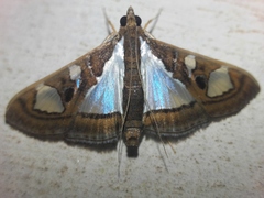 Glyphodes bivitralis