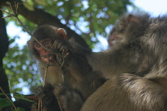 Macaca fuscata fuscata