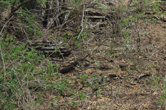 Aspidoscelis maximus