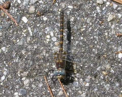 Williamsonia lintneri