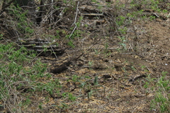 Aspidoscelis maximus