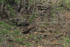 Aspidoscelis maximus