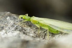 Chloroperlidae