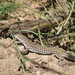 Triploid Checkered Whiptail - Photo (c) Kenneth Bader, some rights reserved (CC BY-NC), uploaded by Kenneth Bader