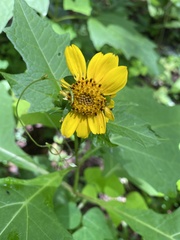 Smallanthus uvedalia