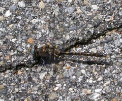 Williamsonia lintneri