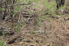 Aspidoscelis maximus