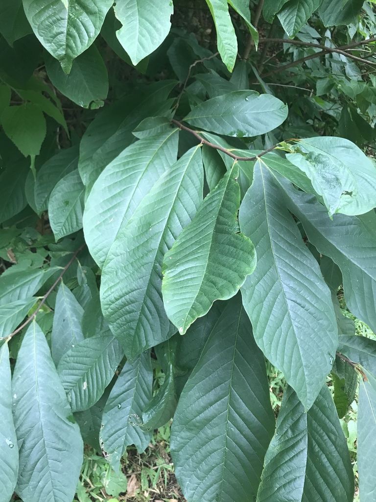 common pawpaw from WV-2, Beech Bottom, WV, US on August 2, 2020 at 06: ...