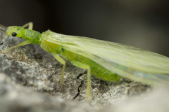 Chloroperlidae