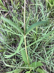 Silphium confertifolium