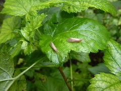 Ecclisomyia digitata