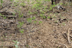 Aspidoscelis maximus