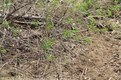 Aspidoscelis maximus