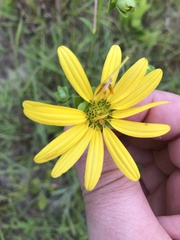 Silphium confertifolium