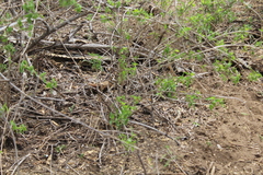 Aspidoscelis maximus