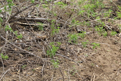 Aspidoscelis maximus