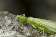 Chloroperlidae