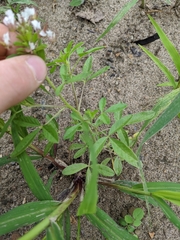 Polanisia dodecandra dodecandra