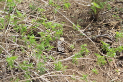 Aspidoscelis maximus