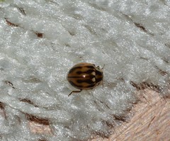 Mulsantina hudsonica
