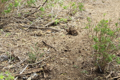 Aspidoscelis maximus