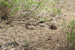 Aspidoscelis maximus