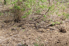 Aspidoscelis maximus