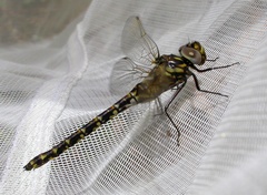Gomphaeschna furcillata