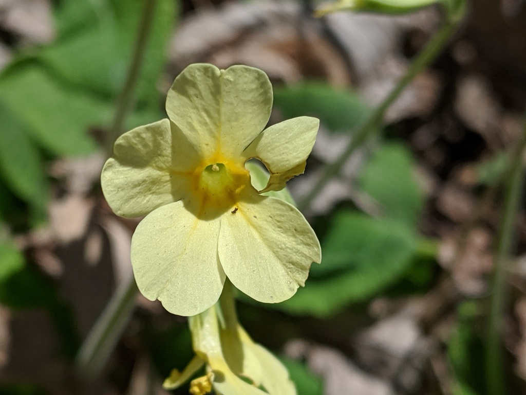 Primula × media; photograph Benoit Renaud, CC BY, iNaturalist via GBIF