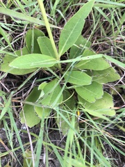 Silphium confertifolium