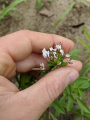 Polanisia dodecandra dodecandra